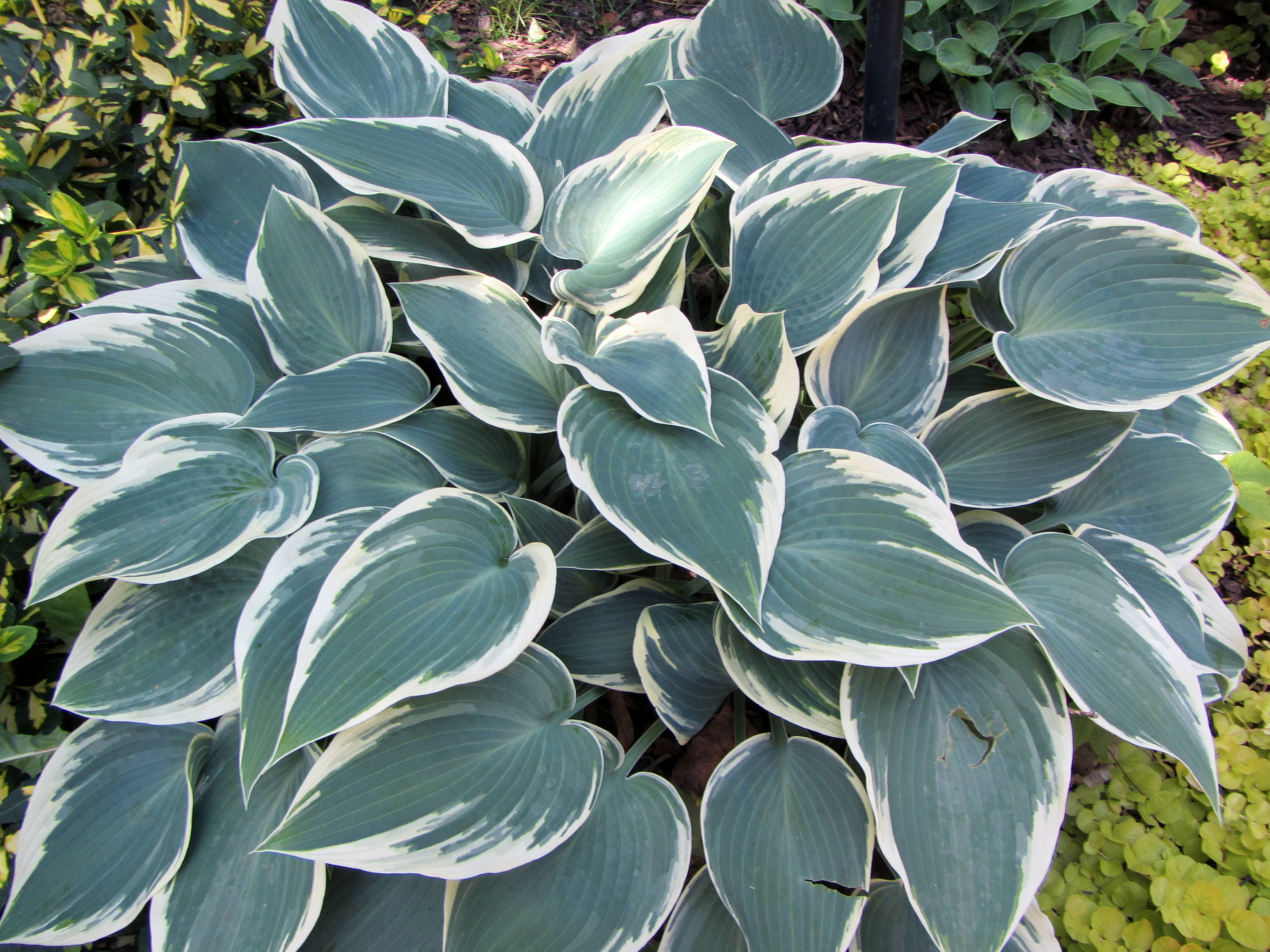 Hosta 'El Nino'
